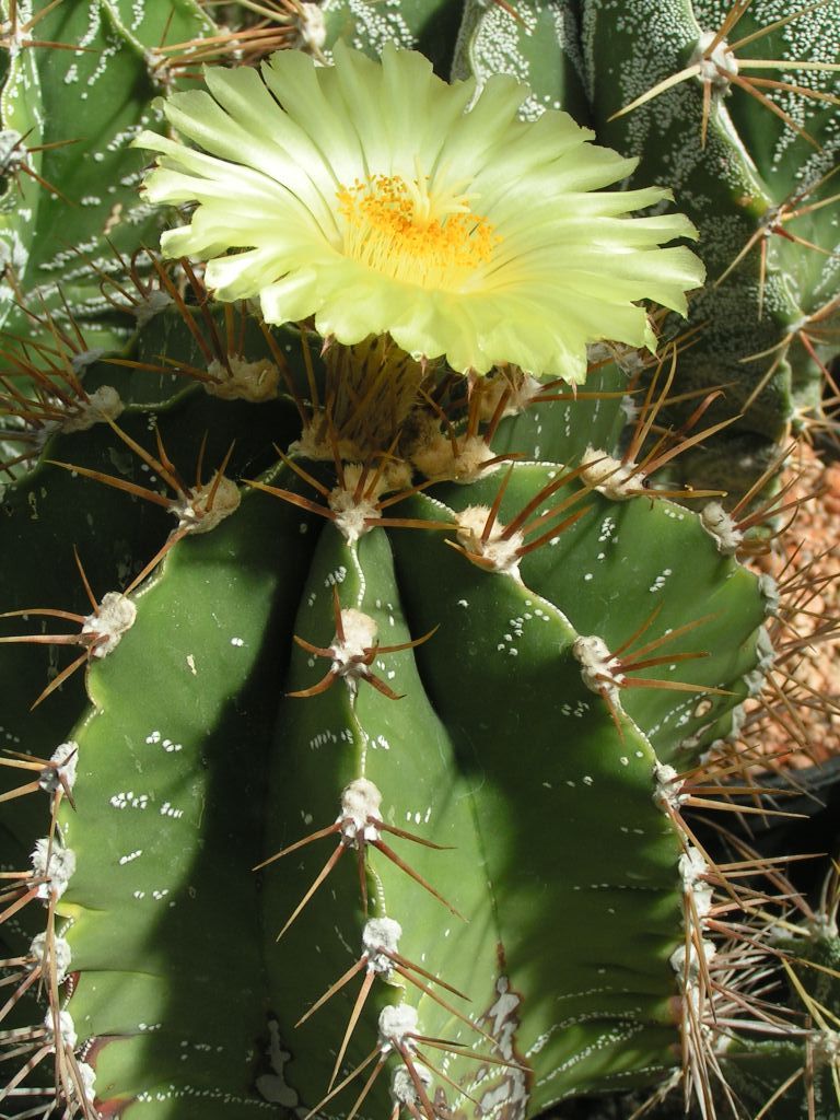 Astrophytum ornatum